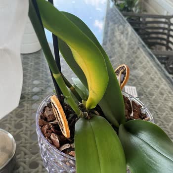 Hastalıklı Orkide Teslimatı Ve İade Talebimin Haksız Reddi