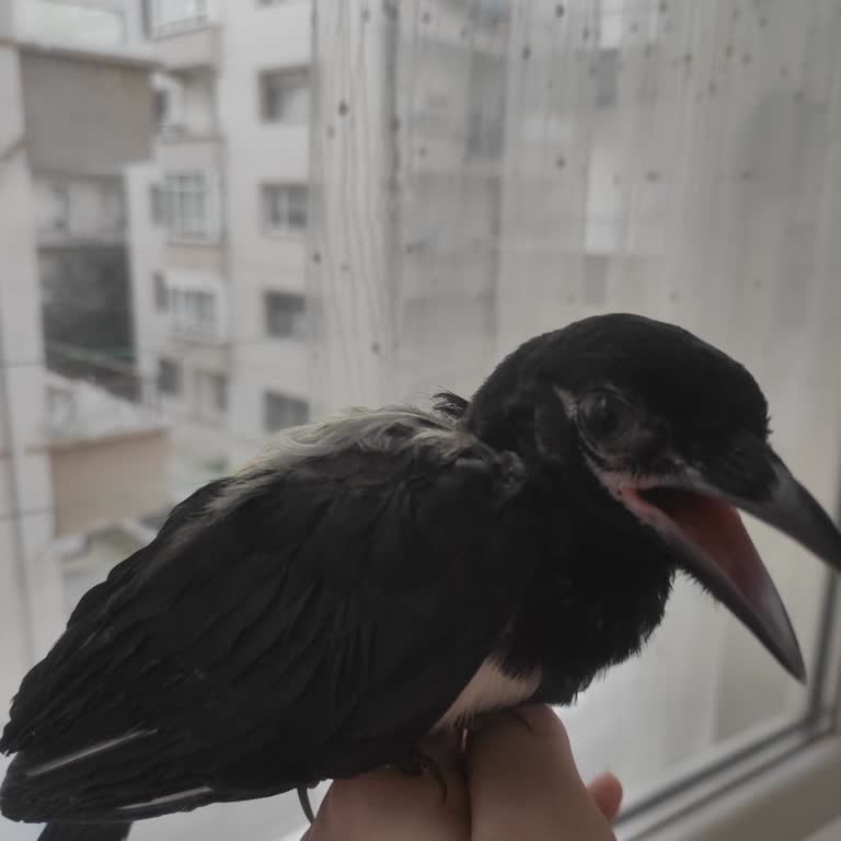 Kurtuluş Evcil Hayvanlar Sağlık Merkezi Teslim Edilen Yavru Saksağanın Kayıp Olması