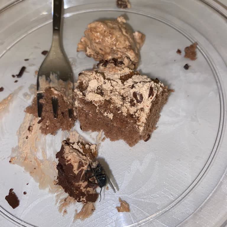 Çikolatalı Pastada Sinek Çıkması Hijyen Endişesi Yarattı