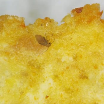 Doritos Nacho Cips Paketinde Böcek Ve Kötü Koku Şikayeti