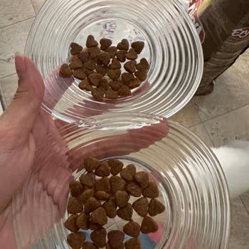 Aldığım Kedi Maması Bayat Ve Kalitesiz Çıktı, Sahte Olmasından Endişeliyim