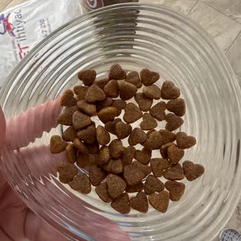 Aldığım Kedi Maması Bayat Ve Kalitesiz Çıktı, Sahte Olmasından Endişeliyim