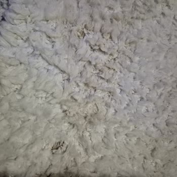 Doğuş Halı Yıkama Beylikdüzü'nde İnanılmaz Tavır!