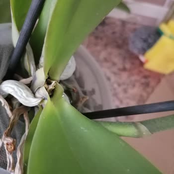 Aldığım Orkide Çiçeği Hasarlı Çıktı Firma Ücret İadesi Yapmıyor