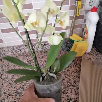 Aldığım Orkide Çiçeği Hasarlı Çıktı Firma Ücret İadesi Yapmıyor