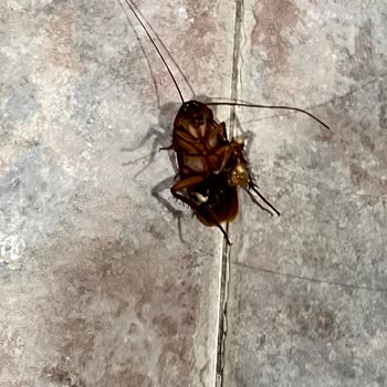 Sunpoint Otel'de Temizlik Ve Hizmet Eksiklikleri Tatilimizi Mahvetti