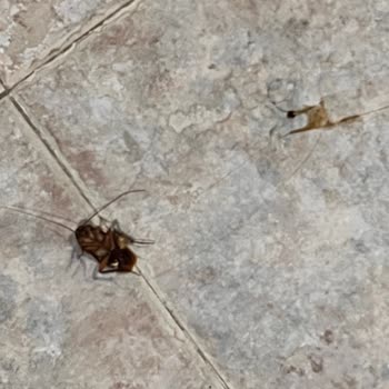 Sunpoint Otel'de Temizlik Ve Hizmet Eksiklikleri Tatilimizi Mahvetti