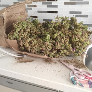 Bitkisatisi.com.tr Troyalab Çiçekçilik Şikayeti