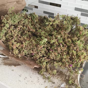 Bitkisatisi.com.tr Troyalab Çiçekçilik Şikayeti