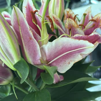 Yanıltıcı Ürün Görseli Ve Kalitesiz Teslimat Mağduriyet Yaşattı