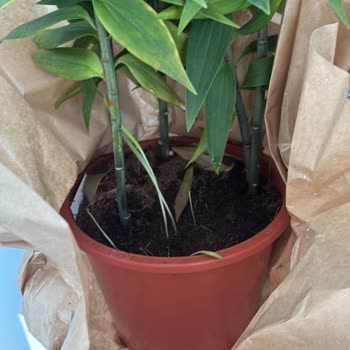 Yanıltıcı Ürün Görseli Ve Kalitesiz Teslimat Mağduriyet Yaşattı