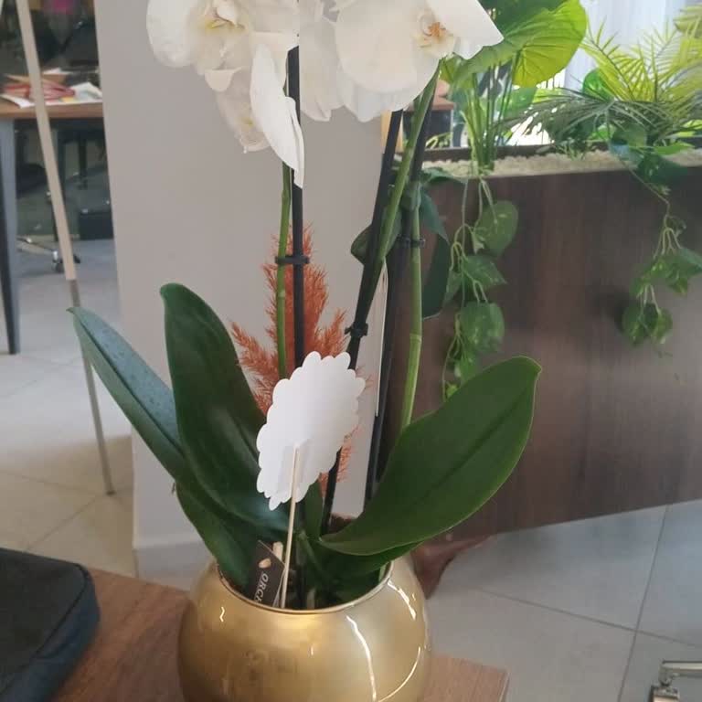 Solmuş Orkideye Çözüm Sunmayan Çiçek Sepeti Müşteri Hizmetleri Mağduriyeti