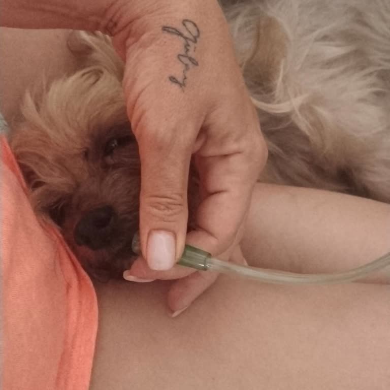 Altınkum Hayvan Hastanesi'nde İlgisizlik Ve Bilgilendirme Eksikliği Nedeniyle Yaşadığım Kayıp