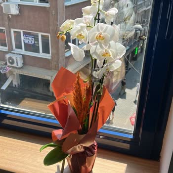 Hayal Kırıklığı: Solmuş Orkide Ve Yetersiz Müşteri Hizmeti