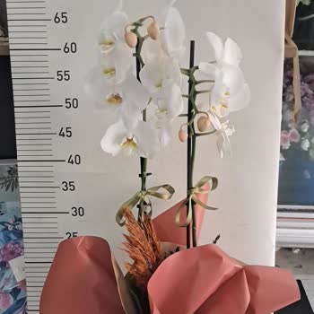 Hayal Kırıklığı: Solmuş Orkide Ve Yetersiz Müşteri Hizmeti