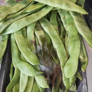 Migros Sanal Marketten Küflü Ve Bozuk Fasulye Teslimatı