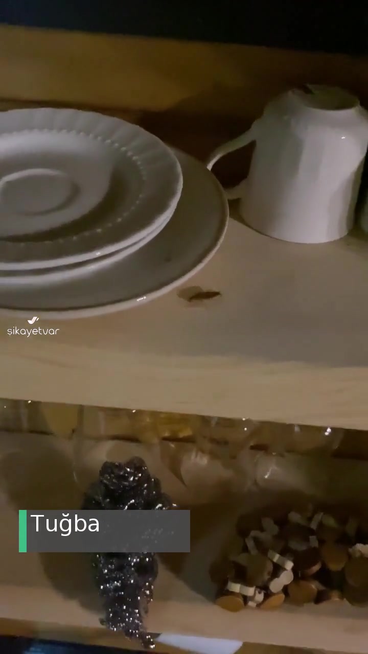 Sapanca Ravine Bungalov Böcek İstilası videonun kapak resmi