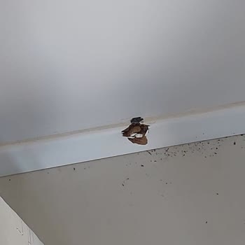 Bosch Teknik Servis Taşıma Yaparken Aynayı Kırdı!