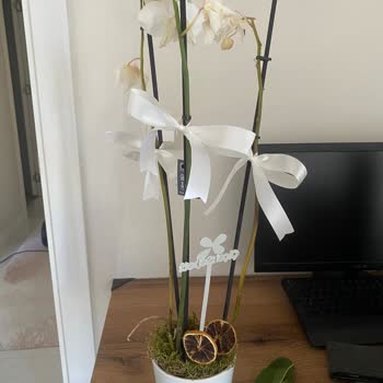 Çiçek Sepeti Orkidede Aşırı Sulama Ve İlgisiz Müşteri Hizmetleri Mağduriyeti