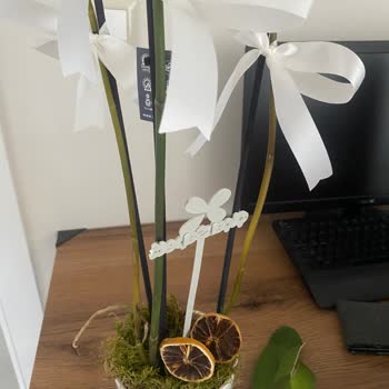 Çiçek Sepeti Orkidede Aşırı Sulama Ve İlgisiz Müşteri Hizmetleri Mağduriyeti