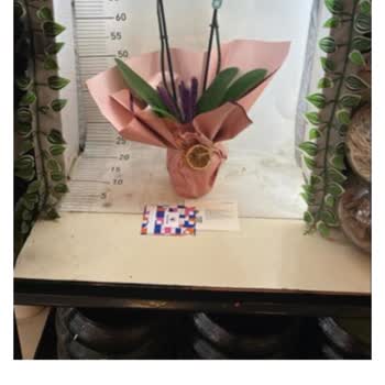 Sipariş Edilen Çok Dallı Orkide Yerine Yanlış Ürün Gönderildi, Müşteri Hizmetleri Sorunu Çözmedi