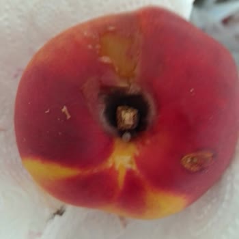 Migros Sanal'dan Gönderilen Meyveler Çürük Ve Tüketilemezdi