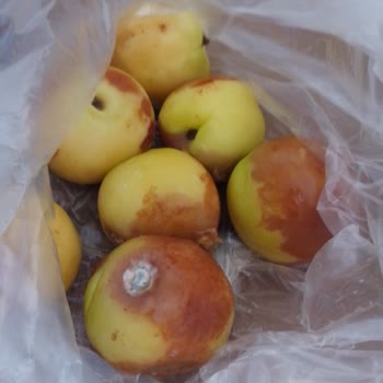 Migros Sanal'dan Gönderilen Meyveler Çürük Ve Tüketilemezdi