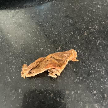 Aldığım Biber Mix İçinden Karton Parçası Çıktı!