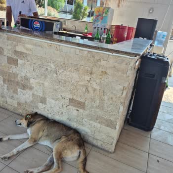 Royal Beach Club Otelinde Beklentiler Karşılanmadı, Tatil Hayal Kırıklığına Dönüştü