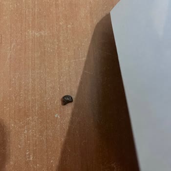 Kadayıfçı Saim Usta Kadayıfın İçinden Taş Çıkmasıyla Sağlığımız Tehlikeye Girdi