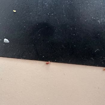 Kuruyemiş Paketinden Böcek Çıktı: Hijyen Sorunu