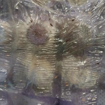 Getir'den Küflü Ve Böcekli Yumurta Teslimatı, Ürün Geri Alınmadı