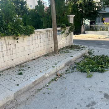 Bahçemdeki Sarmaşıklara Yapılan Bilinçsiz Budama Ve Eşitsiz Muamele