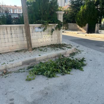 Bahçemdeki Sarmaşıklara Yapılan Bilinçsiz Budama Ve Eşitsiz Muamele