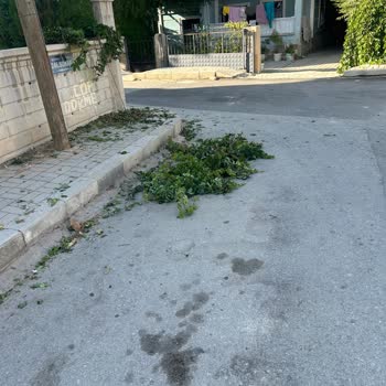 Bahçemdeki Sarmaşıklara Yapılan Bilinçsiz Budama Ve Eşitsiz Muamele