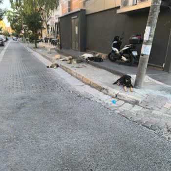 Başıboş Köpekler Nedeniyle Güvensizleşen Mahallemizde Acil Çözüm Bekliyoruz