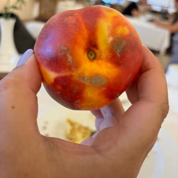 Kötü Hizmet, Hijyen Sorunları Ve İlgisizlik: Hayal Kırıklığı Yaşadık