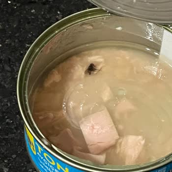 Ton Balığı İçinden Sinek Çıkması Ve Hijyen Sorunu