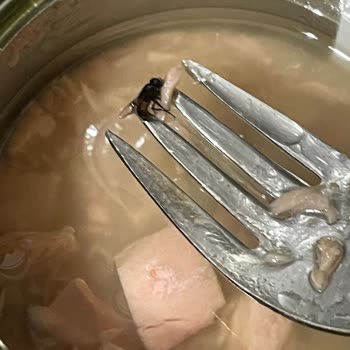 Ton Balığı İçinden Sinek Çıkması Ve Hijyen Sorunu