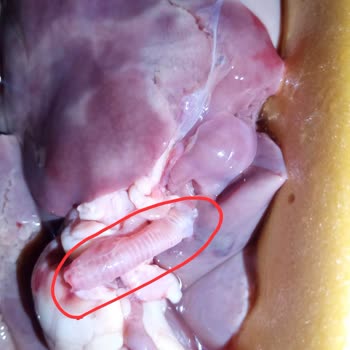 Şok Marketler'den Alınan Tavuk Ciğerinde Solucan Şoku!