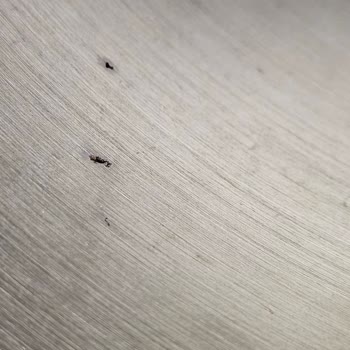 Schafer Yurt Dışında Garanti Sözü Verilen Düdüklü Tencerede Paslanma Ve Servis Sorunu Yaşadım