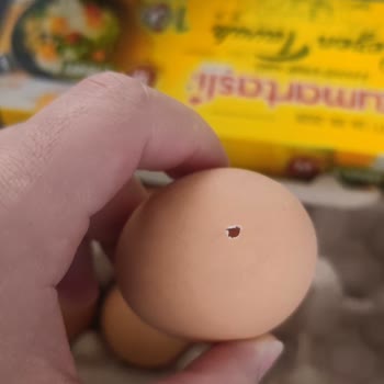 A101'den Aldığım Yumurtalar Sürekli Bozuk Çıkıyor, Param Boşa Gitti