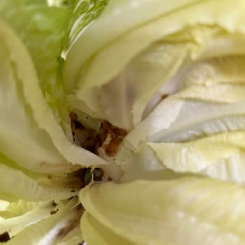 A101 Kapıda'dan Kurtlu Ve Kalitesiz Marul Teslimatı