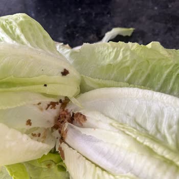 A101 Kapıda'dan Kurtlu Ve Kalitesiz Marul Teslimatı