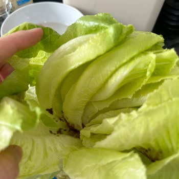 A101 Kapıda'dan Kurtlu Ve Kalitesiz Marul Teslimatı