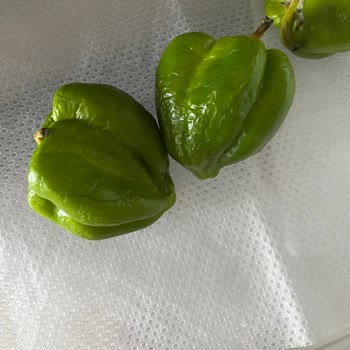 My Arçelik Refrigerator Is Spoiling All My Food and Not Cooling Properly