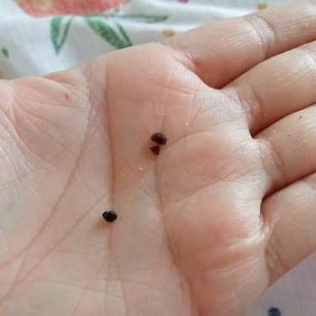 Torku Peynirde Taş Benzeri Yabancı Madde Şoku