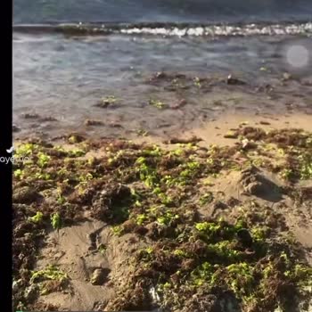 Kocaeli Büyükşehir Belediyesi Deniz Ve İlgisizliğiniz