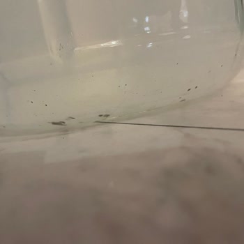 Abant Su Cam Damacana Hijyen Sorunu Ve Yetersiz Müşteri Desteği