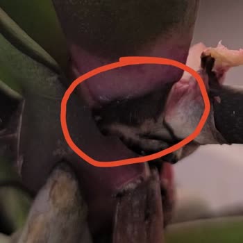 Sağlıksız Orkide Ve Bilgi Eksikliği Hayal Kırıklığı Yarattı